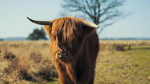 marró, iac, herba, foto, bison vedell, durant el dia, animal salvatge, bosc, animal, naturalesa, granja, escena rural, camp, a l'aire lliure, agricultura, pastures, mamífer, prat, un animal, animals domèstics, temes d'animals, cavall, bestiar, fauna animal, vertebrats, terra, mascotes, nacional, de peu, pèl d’animals, planta, centrar-se en primer pla, cel, cap gent, bestiar de muntanya, herbívors, 2K, CC0, domini públic, lliure de regalies