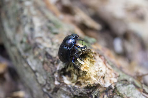 scarab, hmyz, list, les, jupilles, strom, Černá, zelená, barva, Příroda, brouk, zvíře, makro, Chyba, barvitý, kameny, portrét, tapeta na zeď, zvířata ve volné přírodě, zvířat, bezobratlý, detail, jednoho zvířete, nikdo, den, selektivní zaměření, venku, zaměřit se na popředí, rostlina, mravenec, jídlo, včela, pevný, 5K, CC0, veřejná doména, bez autorských práv