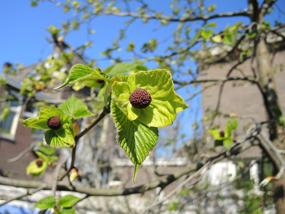 davidia, jardí, primavera, flor, creixement, centrar-se en primer pla, naturalesa, frescor, dia, planta, planta amb flors, bellesa a la natura, fragilitat, vulnerabilitat, arbre, primer pla, cap gent, vista d’angle baix, branca, pètal, cap de flor, full, part de la planta, a l'aire lliure, pol·len, 4K