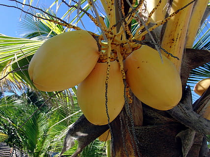 cocos grocs, palma, cocos, fruits secs, planta, indonèsia, collita, fruita, menjar, naturalesa, clima tropical, Palmera, coco, palmera de coco, arbre, agricultura, creixement, menjar i beguda, alimentació saludable, vista d’angle baix, cap gent, penjant, benestar, primer pla, fruita tropical, munt, frescor, dia, a l'aire lliure, madur, arbre tropical, 1080P, CC0, domini públic, lliure de regalies