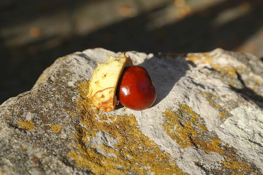 castanya, màniga, shell, espinós, verd, pedra, nou, fruita del bosc, tardor, madur, naturalesa, marró, buckeye, fruit de l'arbre, brillant, fruita de tardor, llavors, fruita, castanea, aesculus hippocastanum, ordinari rosskastanie, rosskastanie comú, blanc rosskastanie, aesculus, primer pla, fauna animal, animals a la natura, cap gent, temes d'animals, a l'aire lliure, menjar, menjar i beguda, vegetals, llum solar, centrar-se en primer pla, dia, benestar, alimentació saludable, sòlid, rock, textura, rock - object, tomàquet, vermell, material de fusta, liquen, 5K