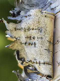 bouleau, peeling, écorce, déchiré, la nature, forêt, arbre, bois, fermer, macro, se concentrer sur le premier plan, personne, journée, invertébré, plante, en plein air, texturé, tronc d'arbre, insecte, beauté dans la nature, thèmes animaux, modèle, animal, animaux à l'état sauvage, tronc, mise au point sélective, la faune des animaux, 4K, CC0, domaine public, libre de droits
