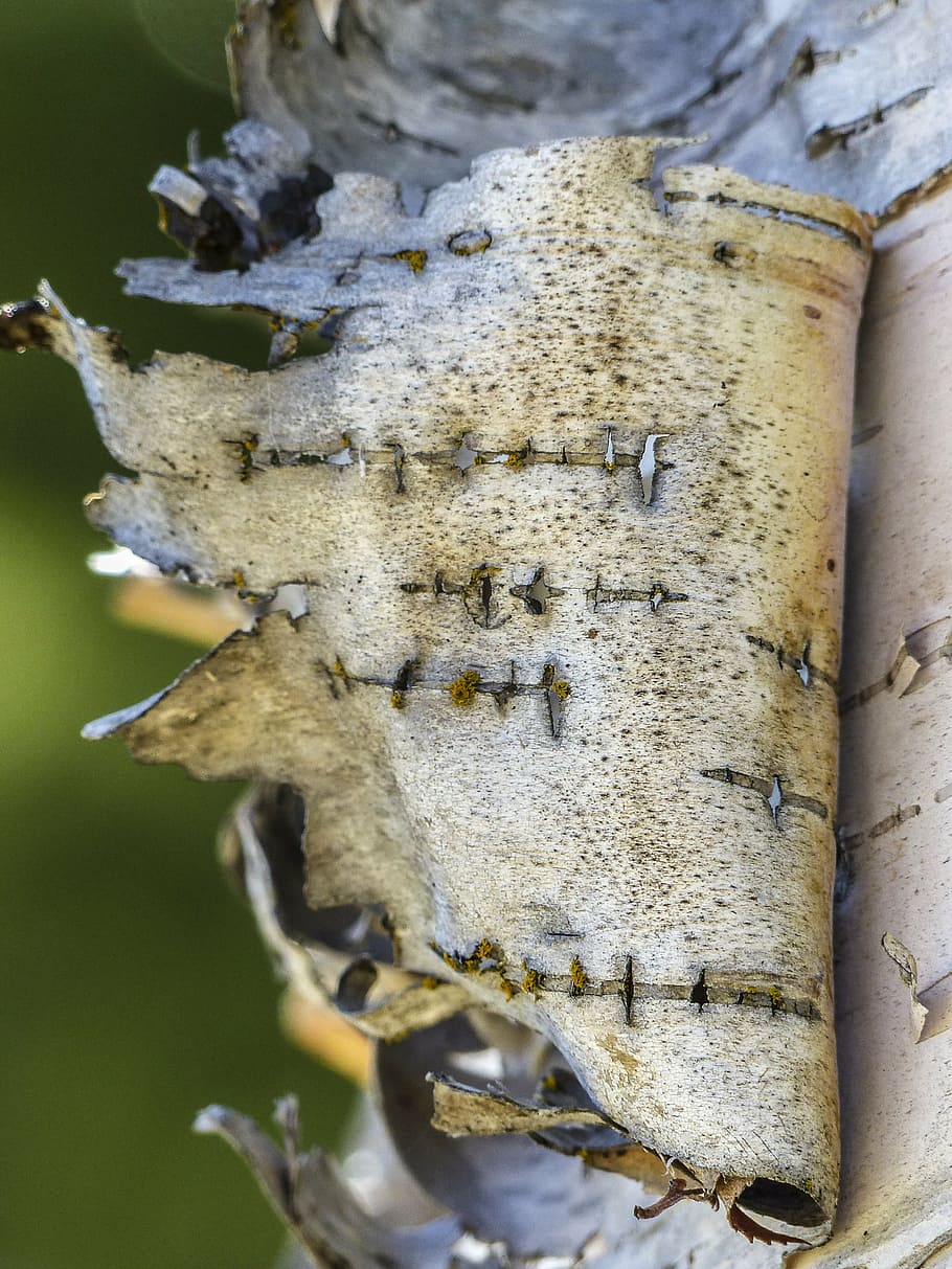betulla, peeling, abbaiare, strappato, natura, foresta, albero, legna, avvicinamento, macro, concentrarsi sulle conoscenze acquisite, nessuno, giorno, invertebrato, pianta, all'aperto, strutturato, tronco d'albero, insetto, bellezza nella natura, temi animali, modello, animale, animali allo stato selvatico, tronco, messa a fuoco selettiva, fauna selvatica, 4K