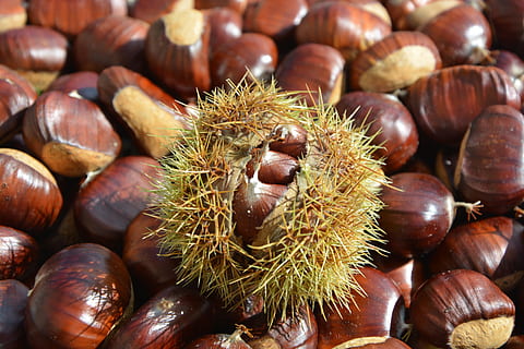 castan, bug deschis, castane, maro, mânca, putere, natură, fruct, gândac, mancare si bautura, castan - alimente, alimente, mâncat sănătos, piuliță - mâncare, nuca, prospeţime, bunăstare, nici o persoana, a închide, grup mare de obiecte, cadru complet, natură moartă, abundenţă, fundaluri, zi, vedere în unghi mare, 5K, CC0, domeniu public, fără drepturi de autor