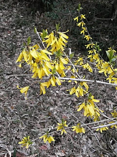 forsythia, flors de primavera, primavera, groc, oleaceae, full, naturalesa, tardor, planta, temporada, flor, planta amb flors, fragilitat, vulnerabilitat, creixement, bellesa a la natura, primer pla, frescor, inflorescència, cap de flor, cap gent, pètal, terra, camp, dia, a l'aire lliure, 1080P, CC0, domini públic, lliure de regalies
