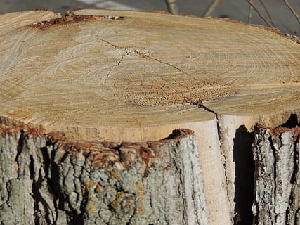 arbre, escorça, naturalesa, textura, tronc, edat, material de fusta, tronc de l'arbre, registre, marró, material, indústria de la fusta, fusta, fons, bosc, primer pla, cap gent, dia, aspre, patró, esquerdat, desforestació, a l'aire lliure, patró natural, monstre de l'arbre, marc complet, espatllat, anell d’arbre, 4K, CC0, domini públic, lliure de regalies