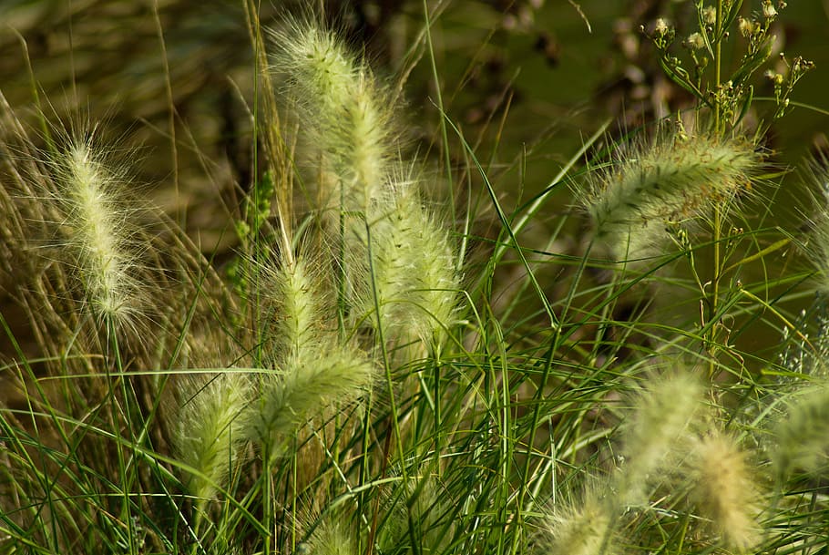 Pflanzen, Sumpf, Wasser-, Pflanze, grüne Farbe, Wachstum, Natur, keine Leute, Schönheit in der Natur, Land, Tag, Gras, Feld, Nahansicht, Fokus auf den Vordergrund, draußen, Ruhe, selektiver Fokus, Sonnenlicht, Frische, Kaktus, Hintergründe, Zerbrechlichkeit, Lieschgras, trockenes Klima, 4K