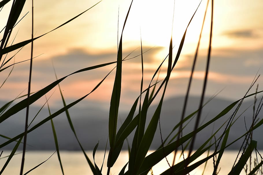 solnedgang, humør, sol, baglygte, kyst, landskab, græsser, Frankrig, skyer, romantisk stemning, hav, himmel, skønhed i naturen, tæt på, vækst, græs, natur, plante, ingen mennesker, fokus på forgrunden, ro, scenics - natur, sky - himmel, udendørs, orange farve, landbrug, silhuet, jord, rolig scene, Mark, græsblad, stilk, timothy græs, 5K