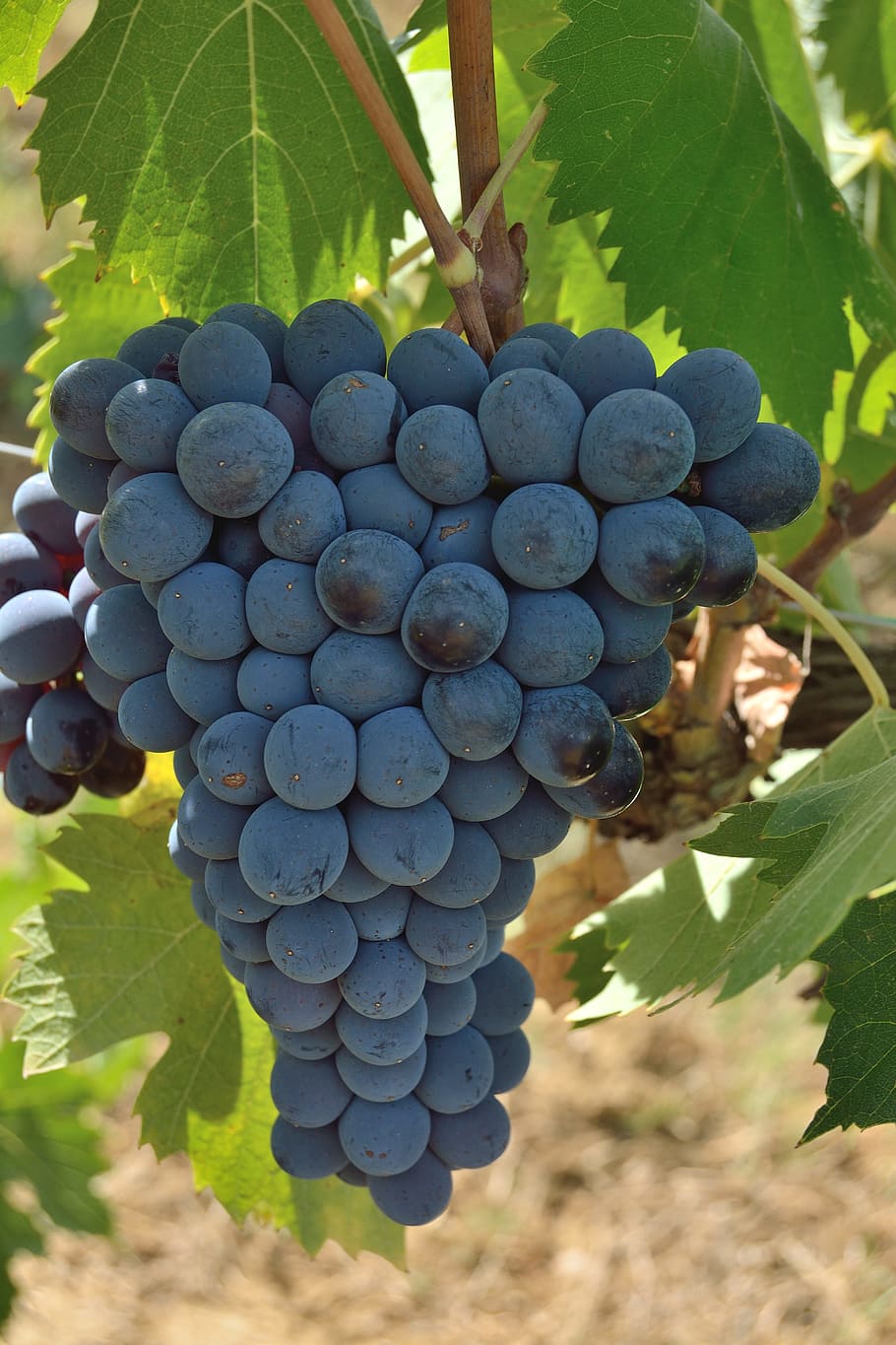 raïm, munt, vermell, vi, Toscana, vinya, vinyes, cargol, fruita, acini, naturalesa, verd, campanya, baia, vintage, recollits, menjar, alimentació saludable, menjar i beguda, full, agricultura, part de la planta, benestar, creixement, frescor, planta, cap gent, dia, primer pla, elaboració de vins, paisatge, madur, a l'aire lliure, plantació, 5K