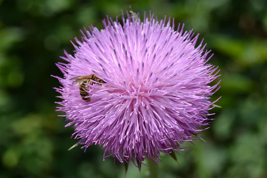cardo, ape, fiore, primavera, insetto, polen, viola, natura, fragilità, pianta, pianta fiorita, vulnerabilità, freschezza, bellezza nella natura, testa di fiore, avvicinamento, petalo, infiorescenza, concentrarsi sulle conoscenze acquisite, crescita, giorno, nessuno, colore rosa, polline, spinoso, 2K