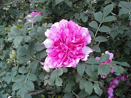 rosa Rosa, rosa, fiore, colore rosa, peonia, crescita, pianta, foglia, pianta fiorita, bellezza nella natura, freschezza, petalo, parte vegetale, vulnerabilità, fragilità, avvicinamento, infiorescenza, testa di fiore, natura, nessuno, giorno, colore verde, all'aperto, 1080P, CC0, dominio pubblico, privo di copyright