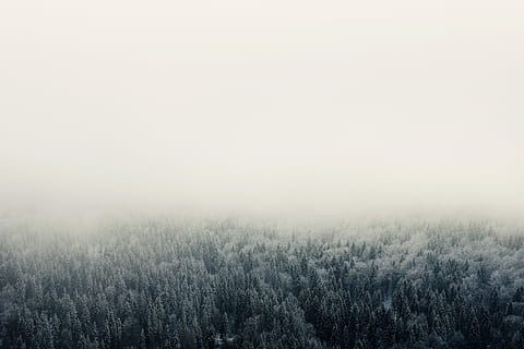 photographie grand angle, des arbres, oiseau, vue sur les yeux, arbres forestiers, couvert, neige, hiver, forêt, feuilles, plante, brouillard, arbre, tranquillité, environnement, beauté dans la nature, scène tranquille, paysage, terre, personne, la nature, paysages - nature, ciel, espace de copie, champ, journée, Matin, scène non urbaine, en plein air, des bois, conifère, pinède, 5K, CC0, domaine public, libre de droits