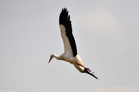 stork, fugl, storke, fugle, dyr, flyve, dyreliv, natur, flyvende, udendørs, dyr i naturen, dyre temaer, et dyr, hvirveldyr, spredte vinger, ingen mennesker, dag, lav vinkel visning, dyr kropsdel, Midt i luften, bevægelse, fuld længde, dyrefløj, himmel, 1080P, CC0, offentligt domæne, royaltyfrie