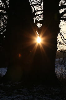 Silhouette, golden, Stunde, Sonne, Baum, Strahlen, Sonnenstrahl, Bäume, Lichteffekt, Lichteffekte, Natur, Linseneffekt, Sonnenlicht, Winter, Himmel, Pflanze, Ruhe, Baumstamm, keine Leute, Kofferraum, Schönheit in der Natur, Land, draußen, Ast, Wald, Streaming, 2K, CC0, gemeinfrei, lizenzfrei