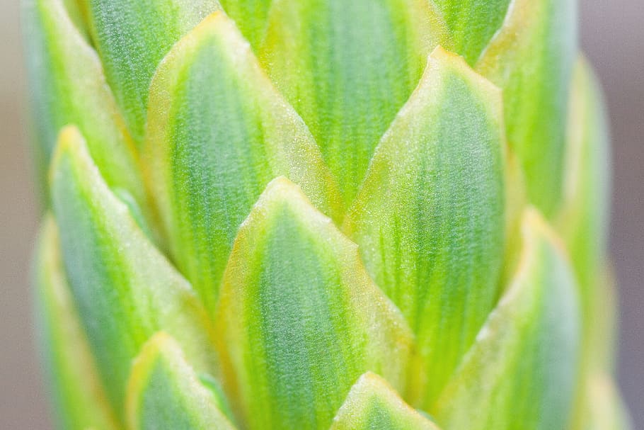 verde, le foglie, avvicinamento, fotografia, pianta, tenero, bene, volantini, verdastro, giallo, macro, geometrico, appuntito, colore verde, foglia, crescita, parte vegetale, nessuno, sfondi, bellezza nella natura, natura, messa a fuoco selettiva, pianta succulenta, freschezza, giorno, botanica, fotogramma intero, modello naturale, medicina, all'aperto, erba, 4K
