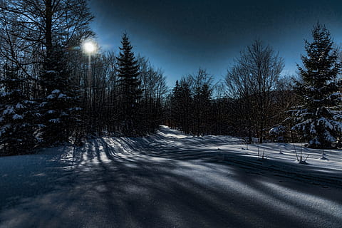 trees during winter, Winter, Snow, Ice, Wintry, Forest, winter forest, landscape, snowy, back light, cold, night, nature, tree, outdoors, cold - Temperature, scenics, no People, blue, sky, non-Urban Scene, woodland, beauty In Nature, tranquil Scene, frozen, cold temperature, plant, road, scenics - nature, tranquility, land, environment, direction, transportation, pine tree, snowing, coniferous tree, 5K, CC0, public domain, royalty free