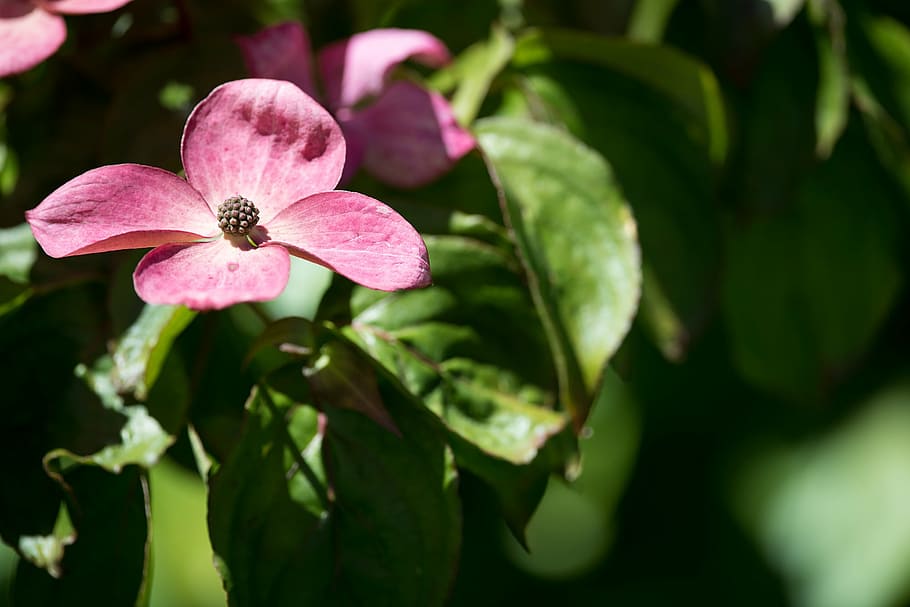 fiorire, fioritura, rosa, corniolo, giardino, natura, pianta, vicino, estate, fiore rosa, foglia, fiore, petalo, freschezza, avvicinamento, pianta fiorita, bellezza nella natura, crescita, vulnerabilità, fragilità, parte vegetale, colore rosa, testa di fiore, infiorescenza, nessuno, concentrarsi sulle conoscenze acquisite, giorno, colore verde, all'aperto, polline, 1080P