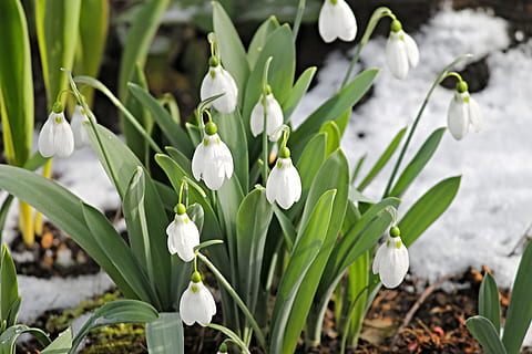 white, snowdrop flower, daytime, snowdrop, snow, cold, spring, signs of spring, early bloomer, nature, snowdrop spring, flower, flowers, plant, forest, spring flowers, flower white, spring bells, bloom, close, green, flowering plant, beauty in nature, growth, white color, fragility, vulnerability, petal, freshness, close-up, focus on foreground, springtime, day, land, field, green color, inflorescence, no people, flower head, outdoors, flowerbed, 4K, CC0, public domain, royalty free