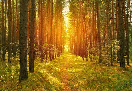 braune Baumgrenze, Wald, Bäume, Kiefern, Pfad, Straße, Sonne, Licht, hell, gemütlich, Gras, Wandern, Pilze, Beeren, Moos, Zweige, Baum, Land, Pflanze, Schönheit in der Natur, Ruhe, ruhige Szene, Szenen - Natur, Herbst, Sonnenlicht, Natur, Nicht-städtische Szene, Richtung, Wachstum, der Weg nach vorn, Umgebung, Fußweg, Baumstamm, Landschaft, keine Leute, draußen, Veränderung, Nadelbaum, Kiefernwald, 1080P, CC0, gemeinfrei, lizenzfrei