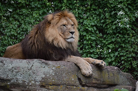 lev, obavy, dravec, kočka, zoo, zvíře, královský, Kočkovitý, zvířat, savec, zvířata ve volné přírodě, lev - kočičí, jednoho zvířete, relaxace, obratlovců, strom, pevný, samčí zvíře, rostlina, Příroda, den, Skála, nikdo, odpočívá, venku, zvířecí hlavy, 5K, CC0, veřejná doména, bez autorských práv