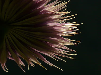 clematis, buah, lampu belakang, bunga, flora, cahaya, bayangan, tanaman berbunga, kesegaran, menanam, keindahan di alam, kerapuhan, merapatkan, kerentanan, pertumbuhan, hal berkembang, daun bunga, tidak ada orang, kepala bunga, alam, tembakan studio, latar belakang hitam, dalam ruangan, warna merah jambu, ungu, biji dandelion, 2K, CC0, domain publik, bebas royalti