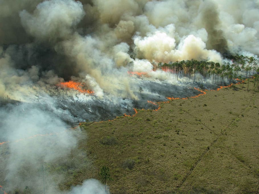 bosc, cremar, prescrit, flames, foc, fum - estructura física, cremant, medi ambient, foc - fenomen natural, naturalesa, calor - temperatura, cap gent, paisatge, terra, bellesa a la natura, qüestions ambientals, accidents i desastres, Pol · lució, dia, muntanya, a l'aire lliure, escenics - natura, planta, escena no urbana, contaminació de l'aire, poder a la natura, 2K
