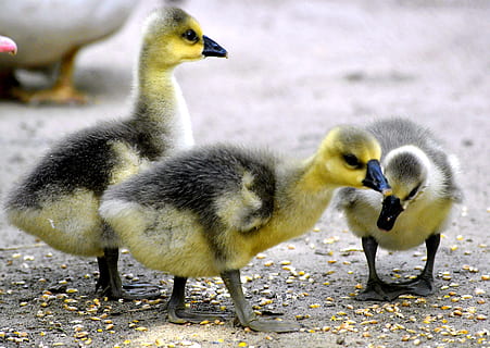 tres aneguets grocs i grisos, groc, negre, ànecs, pollets, esponjós, plomatge, fluff, animal, bonic, oca, animal jove, ocell, gaensekuecken, criatura, fotografia de fauna salvatge, nens animals, recuperat, aus aquàtiques, eclosionat, fluffity, naturalesa, pintura de camuflatge, encantador, aus de corral, ocell jove, animals a la natura, gosling, fauna animal, temes d'animals, vertebrats, grup d’animals, cap gent, centrar-se en primer pla, família d’animals, dia, dos animals, aneguet, primer pla, ànec, cygnet, 2K, CC0, domini públic, lliure de regalies