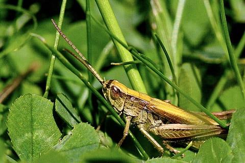 Marrone, cavalletta, verde, leafed, pianta, cricket, foglia, insetto, creatura, temi animali, fauna selvatica, un animale, animali allo stato selvatico, animale, invertebrato, natura, colore verde, parte vegetale, avvicinamento, concentrarsi sulle conoscenze acquisite, giorno, nessuno, vista laterale, all'aperto, vertebrato, 2K, CC0, dominio pubblico, privo di copyright
