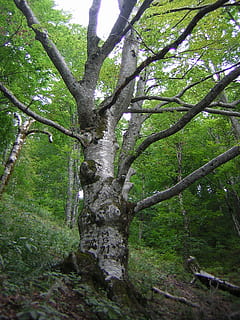 faig, arbre, bosc, naturalesa, arbre caducifoli, planta, tronc, tronc de l'arbre, terra, creixement, tranquil·litat, dia, bellesa a la natura, cap gent, a l'aire lliure, branca, molsa, color verd, escena tranquil·la, llum solar, escenics - natura, escorça, 2K, CC0, domini públic, lliure de regalies
