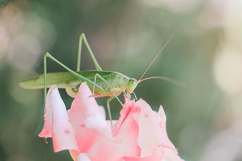 Heuschrecke, Fehler, Insekt, Grün, Rosa, Licht, luftig, Bokeh, wunderlich, Natur, Tier, Tierwelt, Nahansicht, wirbellos, ein Tier, Tiere in freier Wildbahn, Pflanze, Tierthemen, pinke Farbe, Tag, Fokus auf den Vordergrund, Wachstum, Schönheit in der Natur, selektiver Fokus, grüne Farbe, Blume, draußen, 5K, CC0, gemeinfrei, lizenzfrei