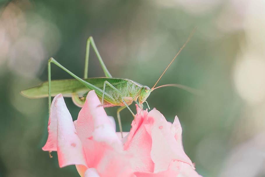 Heuschrecke, Fehler, Insekt, Grün, Rosa, Licht, luftig, Bokeh, wunderlich, Natur, Tier, Tierwelt, Nahansicht, wirbellos, ein Tier, Tiere in freier Wildbahn, Pflanze, Tierthemen, pinke Farbe, Tag, Fokus auf den Vordergrund, Wachstum, Schönheit in der Natur, selektiver Fokus, grüne Farbe, Blume, draußen, 5K