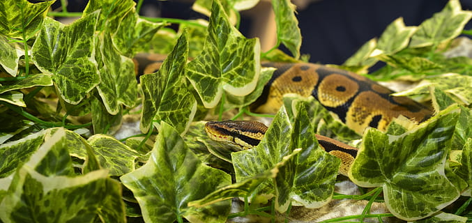 snake, constrictor, reptile, python, scale, ball python, head, snakehead, exotic, animal, hidden, exot, creature, animal world, leaf, nature, food, green color, animal themes, plant part, animal wildlife, one animal, plant, animals in the wild, vertebrate, close-up, food and drink, no people, day, selective focus, outdoors, poisonous, 5K, CC0, public domain, royalty free