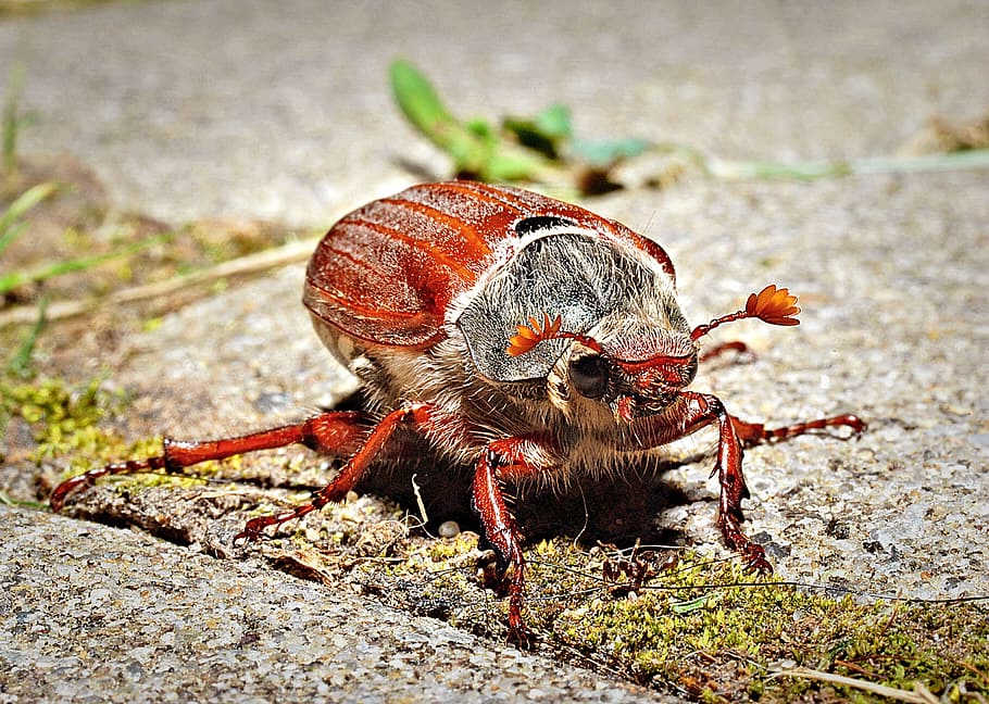 vermell, negre, escarabat, Foto a prop del sòl, pot escarabat, macro, primer pla, insecte, temes d'animals, animal, un animal, fauna animal, animals a la natura, invertebrat, naturalesa, cap gent, dia, a l'aire lliure, centrar-se en primer pla, terra, longitud completa, enfocament selectiu, zoologia, camp, llum solar, marí, ull d’animals, 2K
