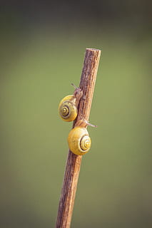 dos, cargols, rastreig, pal, groc, shell, tancar, jardí, habitatge, espiral, macro, cargol de terra, cargol groc, món animal, sonda, naturalesa, material de fusta, fauna animal, primer pla, gasteròpode, mol·lusc, cargol, cap gent, animals a la natura, un animal, temes d'animals, centrar-se en primer pla, animal, dia, invertebrat, metall, còpia espai, a l'aire lliure, seguretat, post de fusta, 2K, CC0, domini públic, lliure de regalies