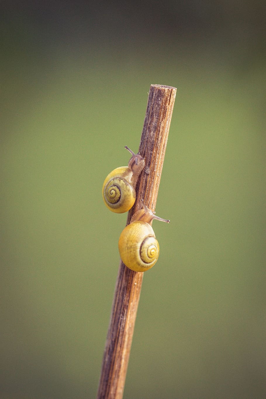 dos, cargols, rastreig, pal, groc, shell, tancar, jardí, habitatge, espiral, macro, cargol de terra, cargol groc, món animal, sonda, naturalesa, material de fusta, fauna animal, primer pla, gasteròpode, mol·lusc, cargol, cap gent, animals a la natura, un animal, temes d'animals, centrar-se en primer pla, animal, dia, invertebrat, metall, còpia espai, a l'aire lliure, seguretat, post de fusta, 2K