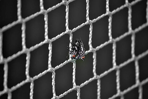 fly, nett, copulation, dyre temaer, ett dyr, metall, beskyttelse, dag, dyreliv, nærbilde, gjerde, grense, ingen folk, barriere, selektiv fokusering, fokusere på forgrunnen, sikkerhet, dyr, dyr i naturen, utendørs, piggtråd, edderkopp, metalltråd, 4K, CC0, offentlig domene, opphavsrett gratis