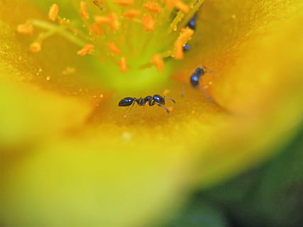 insect, ant, tiny, bloom, yellow, flower, macro, animal wildlife, animals in the wild, animal, animal themes, invertebrate, selective focus, close-up, one animal, nature, plant, beauty in nature, no people, flowering plant, water, freshness, outdoors, flower head, small, 4K, CC0, public domain, royalty free