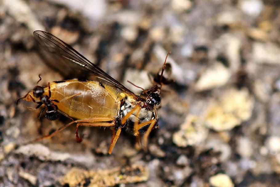 inseto, formiga, hoverfly, presa, morto, arrastar, natureza, macro, perto, um animal, animais selvagens, temas animais, animal, animais em estado selvagem, invertebrado, fechar-se, dia, asa animal, focar em primeiro plano, ninguém, foco seletivo, ao ar livre, parte do corpo animal, luz solar, sólido, mosca, beleza na natureza, olho animal, 2K