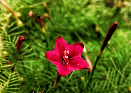 flor, vermell, nèctar, planta amb flors, planta, pètal, frescor, bellesa a la natura, fragilitat, vulnerabilitat, creixement, cap de flor, inflorescència, primer pla, naturalesa, color verd, centrar-se en primer pla, color rosa, cap gent, dia, pol·len, 2K, CC0, domini públic, lliure de regalies