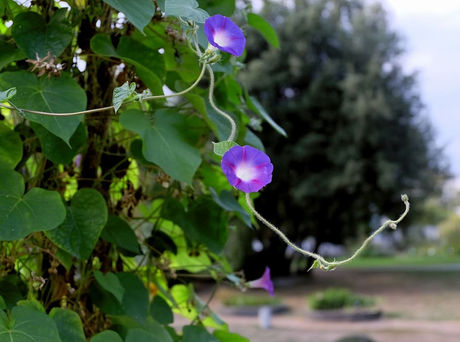 escalador, enredadera, florir, violeta, porpra, flors, parc, art, verd, primavera, estiu, planta, planta amb flors, flor, creixement, frescor, fragilitat, bellesa a la natura, vulnerabilitat, primer pla, naturalesa, part de la planta, full, pètal, dia, centrar-se en primer pla, cap gent, inflorescència, cap de flor, a l'aire lliure, lila, 1080P