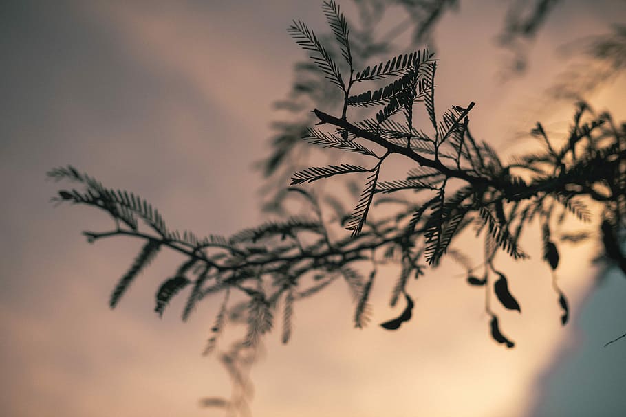 selektywny, fokus zdjęcie, Zielony, roślina liściasta, fotografia fokusowa, sosna, drzewo, Oddział, listowie, zachód słońca, wschód słońca, roślina, Natura, sylwetka, żadnych ludzi, niebo, spokój, piękno natury, chmura - niebo, środowisko, liść, część rośliny, tła, na dworze, selektywne skupienie, zmierzch, scenics - natura, zbliżenie, ciemny, drzewo iglaste, miękka ostrość, 5K