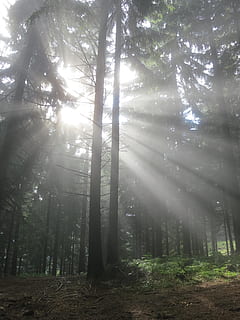 forest, shine, sun, rays, sunshine, tree, plant, land, tranquility, beauty in nature, nature, sunlight, woodland, sunbeam, day, growth, tranquil scene, non-urban scene, trunk, tree trunk, no people, scenics - nature, outdoors, landscape, streaming, lens flare, bright, brightly lit, bamboo - plant, 4K, CC0, public domain, royalty free