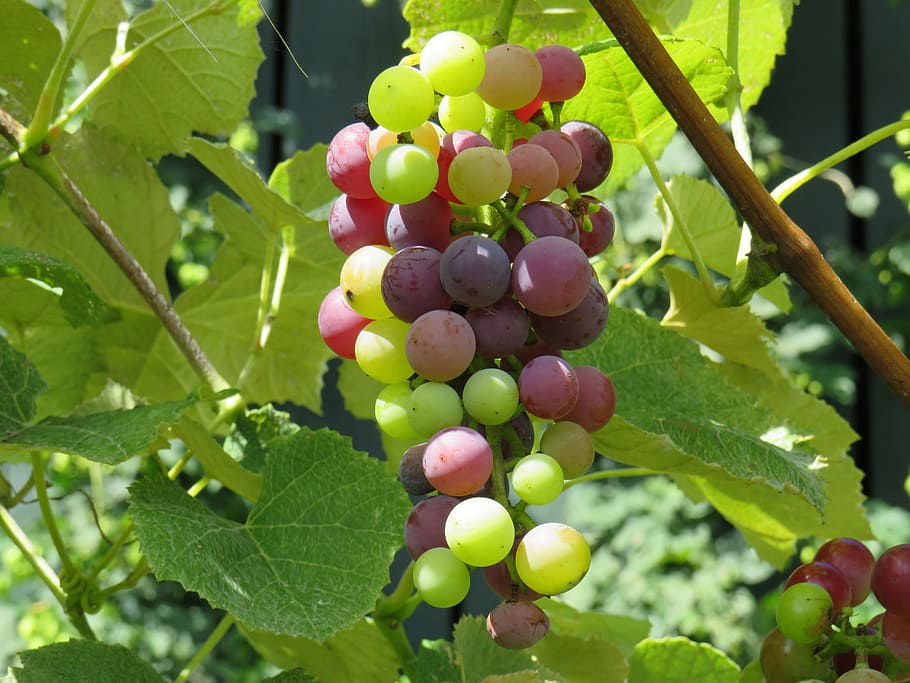 Traube, Bündel, Mars, Rebe, Weinberg, kernlos, organisch, Weinrebe, Hobby, Bauernhof, Obst, gesundes Essen, Blatt, Pflanzenteil, Essen und Trinken, Wachstum, Lebensmittel, Pflanze, Frische, grüne Farbe, Nahansicht, Wohlbefinden, Baum, Tag, Natur, Landwirtschaft, keine Leute, hängend, draußen, reif, Wein machen, Plantage, 5K