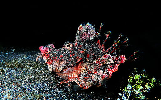 scufundări, macro, diving, scufundare, Devilfish, Sulawesi, Lembeh, peşte, sub apă, Indonezia, camuflaj, un animal, animale sălbatice, Fundal negru, animale în sălbăticie, nici o persoana, animal, animale tematice, natură, Viata marina, mare, marin, sub mare, apă, coral, a închide, nevertebrat, în aer liber, creştere, frumusețe în natură, 4K, CC0, domeniu public, fără drepturi de autor