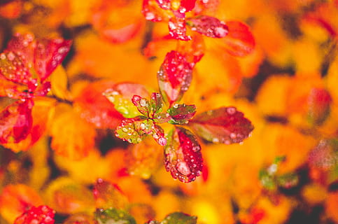 fotografierea macro, roșu, plantă, fotografie de aproape, petaled flower, Mai lent, frunze, apă, ploaie, picăturii, viu, picătură de ploaie, toamnă, prospeţime, a închide, fruct, fundaluri, frumusețe în natură, mancare si bautura, nici o persoana, floare, planta cu flori, alimente, natură, cadru complet, mâncat sănătos, galben, culoare portocalie, selectiv, multi colorate, parte a plantelor, în aer liber, Violet, copt, 4K, CC0, domeniu public, fără drepturi de autor