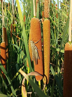 Grasshopper, Locust, Reed, Green, Brown, reed, green, bullrushes, bullrush, cat tail, swamp, marsh, pond, natural, marshland, insects, nature, wetland, aquatic, grass, grasses, plant, no people, green color, leaf, close-up, growth, day, plant part, orange color, focus on foreground, outdoors, animal wildlife, beauty in nature, food, animals in the wild, sunlight, selective focus, animal themes, butterfly - insect, 1080P, CC0, public domain, royalty free