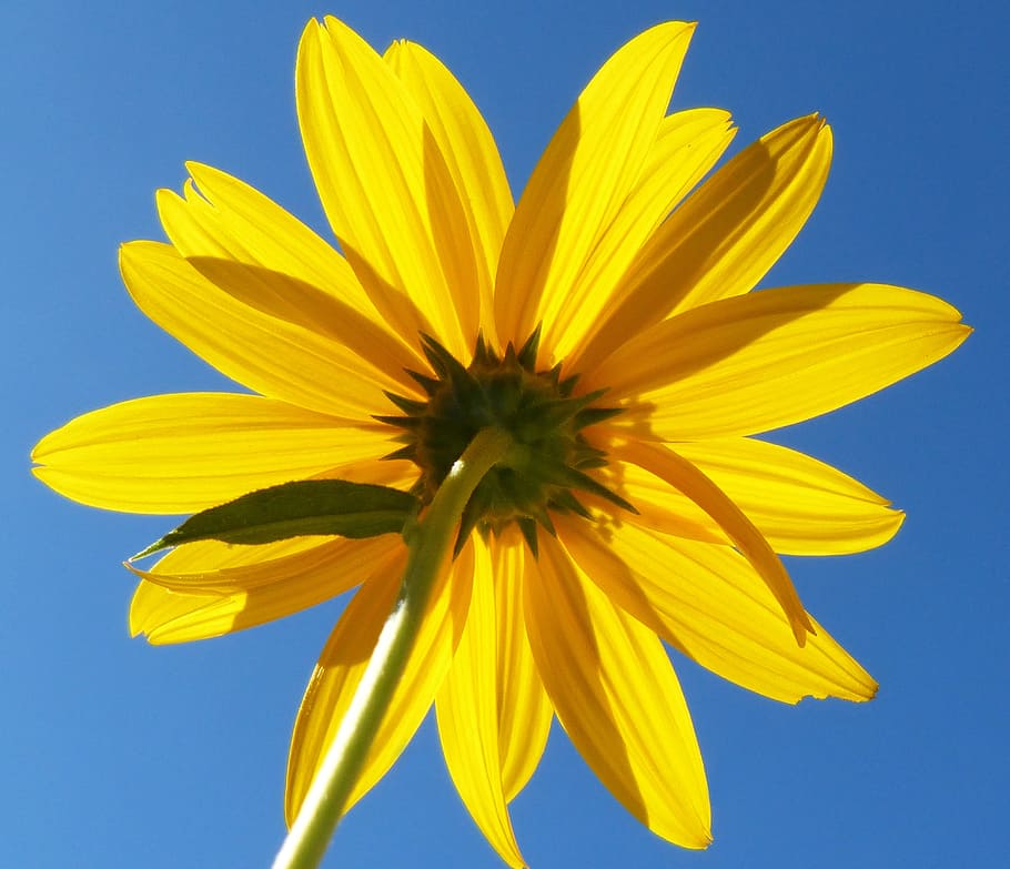 blomst, bagside, gul, lys, himmel, blomstrende plante, friskhed, skrøbelighed, sårbarhed, blå, kronblad, blomsterhoved, blomsterstand, plante, tæt på, skønhed i naturen, studio skud, natur, vækst, ingen mennesker, farvet baggrund, blå baggrund, pollen, bægerblad, 4K
