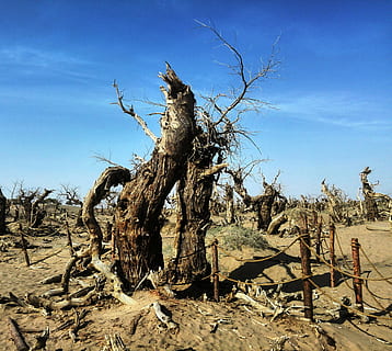 ejina, populus euphratica forest, árboles extraños, naturaleza, árbol, seco, planta muerta, planta, cielo, tierra, animal, nadie, día, paisaje, temas de animales, azul, ambiente, luz del sol, paisajes - naturaleza, material de madera, vertebrado, clima árido, escena no urbana, Desierto, clima, Semi árido, 2K, CC0, dominio público, libre de derechos