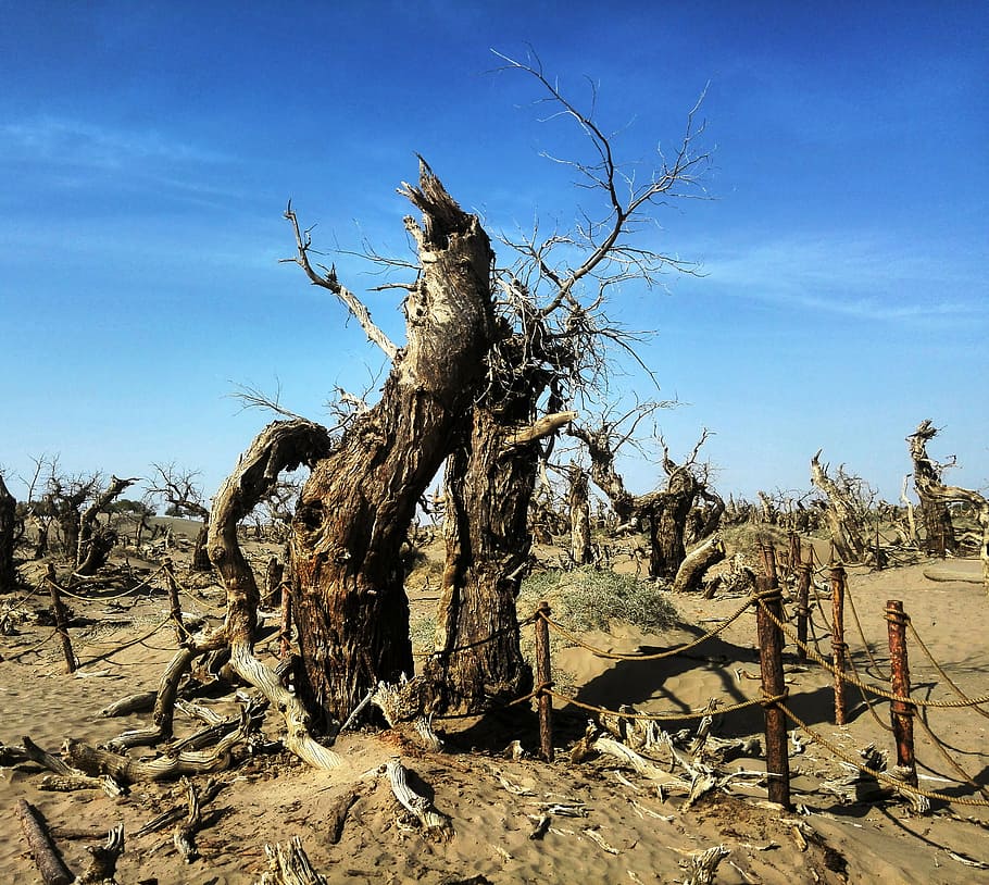 ejina, bosc de euphratica de populus, arbres estranys, naturalesa, arbre, sec, planta morta, planta, cel, terra, animal, cap gent, dia, paisatge, temes d'animals, blau, medi ambient, llum solar, escenics - natura, material de fusta, vertebrats, clima àrid, escena no urbana, desert, clima, semiàrid, 2K