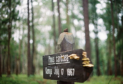 fokus fotografie, hölzern, Pfeilbeschilderung, braun, Grab, Kreuz, schließen, Foto, Wegweiser, Zeichen, Kiefer, Baum, Wald, foret, rustikal, Kenia, Text, Wirbeltier, Kommunikation, Fokus auf den Vordergrund, Tierwelt, Tierthemen, Tier, Pflanze, Vogel, Tiere in freier Wildbahn, keine Leute, Tag, Natur, Kofferraum, Holz - Material, draußen, hocken, Holzpfosten, 2K, CC0, gemeinfrei, lizenzfrei